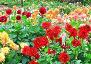 Садові квіти, що цвітуть усе літо – однолітні і багаторічні + відео