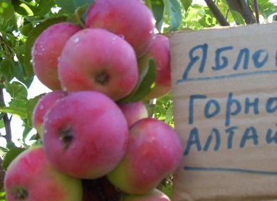 Особливості вирощування сорти яблунь Горноалтайское