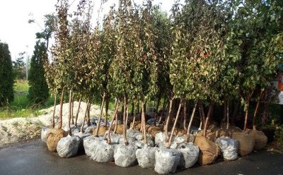 Антонівка десертна   посадка, догляд та боротьба з шкідниками