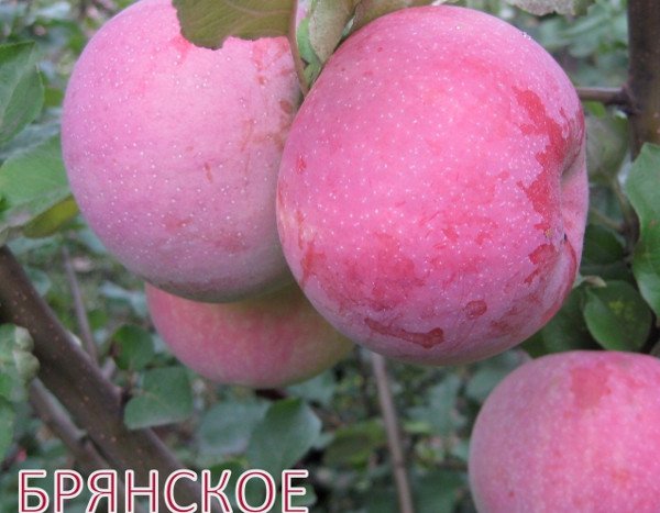Масу переваг має яблуня сорту Брянське