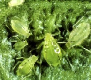 Обробка яблунь навесні – захищаємо урожай від шкідників! + Відео