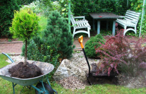 Посадка туї навесні – вчимося садити і пересаджувати туї + Відео