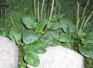 Лікувальні властивості подорожника – як і де його застосовують? + відео