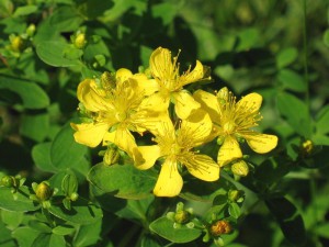 Звіробій – лікувальні властивості і протипоказання, рецепти + відео