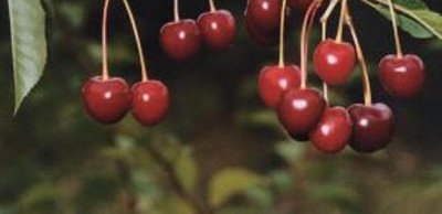 Опис сорту вишні Тургенівська, правила посадки та догляду