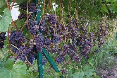 Виноград Російський Конкорд: опис, фото та докладні характеристики сорту