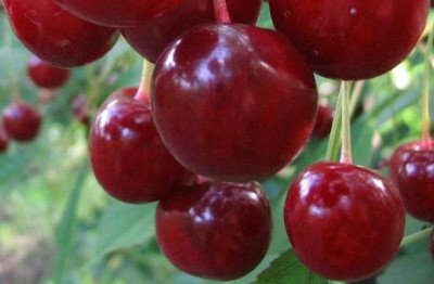 Молода вишня Десертна Морозова   популярний сорт