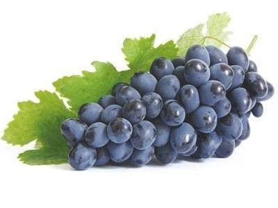 Коли збирати виноград Ізабелла для вина?