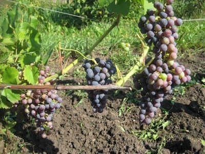 Виноград Регент: опис сорту, боротьба з шкідниками, фото