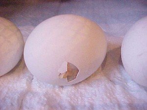 Вирощування курчат з квочкою від А до Я