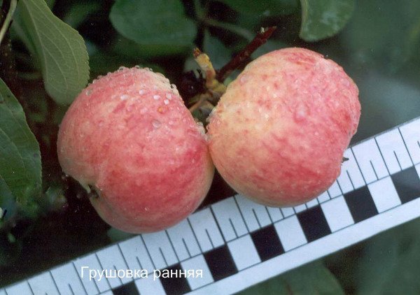 Яблуня Грушівка рання (Покращений)   популярний сорт дачників