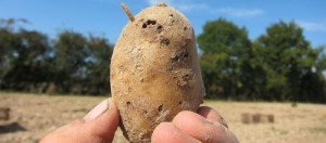 Жук чорнотілка – знахар для людини, несприятливим для зернових + Відео