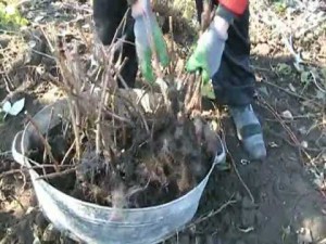 Посадка малини навесні – закладаємо урожайний малинник + Відео