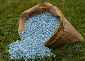 Добриво для газону – як вибрати речовини і вносити їх? + відео Добриво для газону – як вибрати речовини і вносити їх? + відео