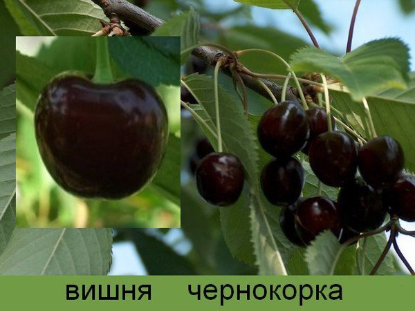 Сорт вишні Чорнокірка: опис способу посадки та догляду
