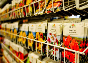 Посадка квітів навесні на дачі: всі нюанси для цього часу року + відео