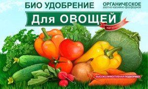 Посадка огірків у відкритий грунт – корисні знання + Відео