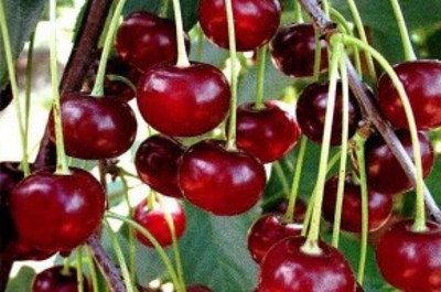 Сорт вишні Вянок: опис, сортові характеристики, агротехніка