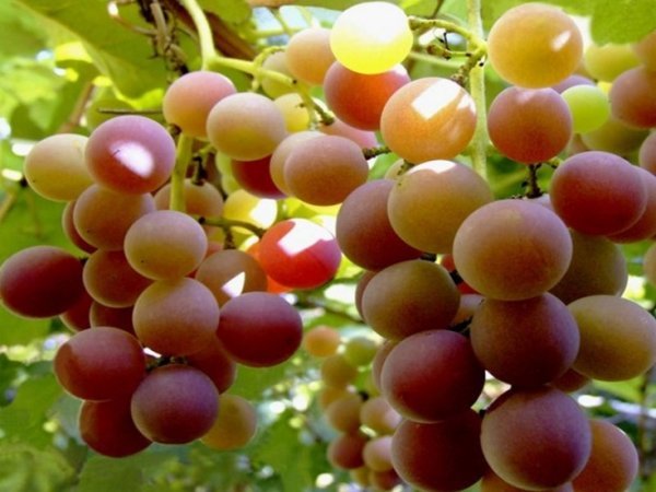 Виноград Лідія: фото, опис сорту та корисні поради по лікуванню хвороб