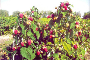 Посадка малини навесні – закладаємо урожайний малинник + Відео