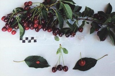 Вишня Лебедянская   опис зовнішніх ознак, властивостей плодів і життєстійкості