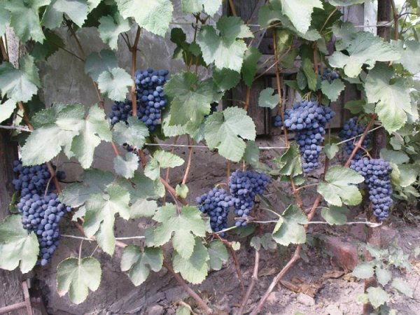 Виноград Сапераві: опис стародавнього сорту, характеристики і фото