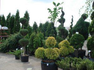 Добрива для хвойних дерев: що вибрати і як вносити? + відео