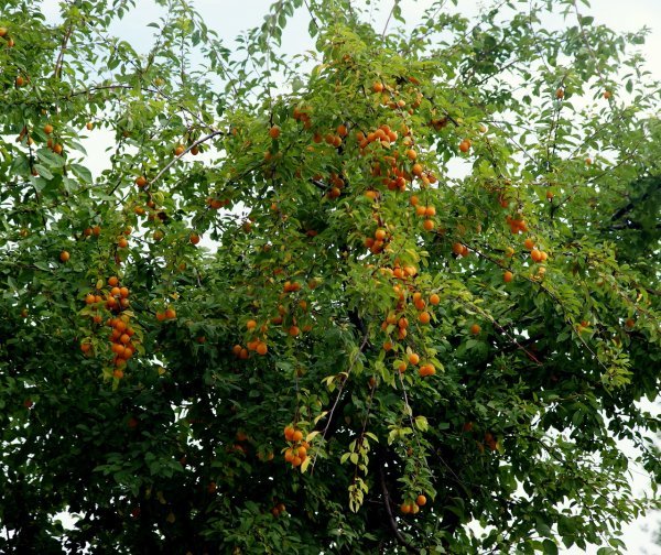 Слива Світлячок: докладний опис сорту і наочні фото