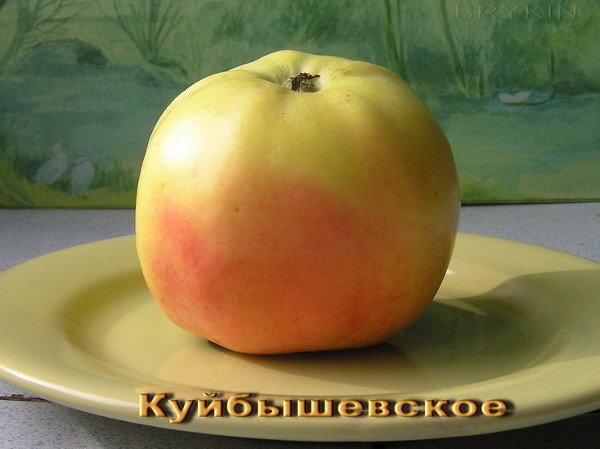 Прекрасні смакові якості яблук сорту Куйбишевське