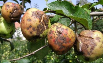Яблуня сорту Квінта: чим хороша, як садити, які особливості?