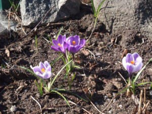 Посадка крокусів навесні – як створити весняний килим з шафрану? + Відео