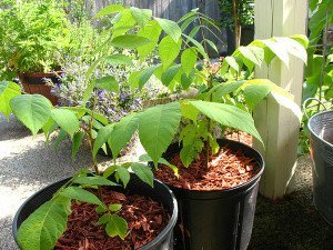 Обрізка волоського горіха навесні – не краще перенести на літо? + Відео