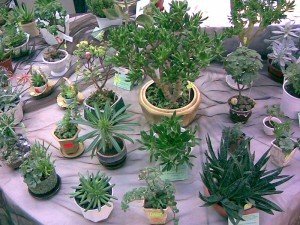 Домашнє квітникарство і присадибне – що потрібно знати любителю? + відео