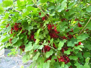 Обріза смородини ранньою весною – перевірені методи + Відео