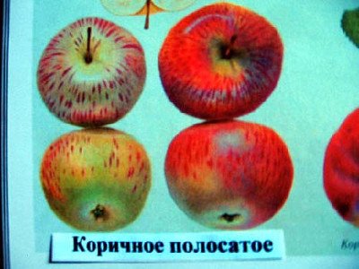 Коричне смугасте   привабливий вигляд, відмінний смак і надзвичайна зимостійкість
