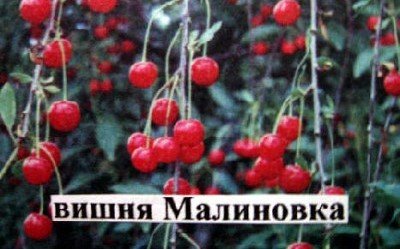 Вишня Малинівка: опис сорту, рекомендації по посадці і догляду
