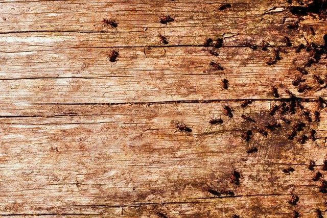 Домашні мурахи: шкода чи користь від маленьких сусідів?