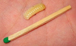 Як таргани розмножуються: скільки тарганів вилуплюється з одного яйця Як таргани розмножуються: скільки тарганів вилуплюється з одного яйця