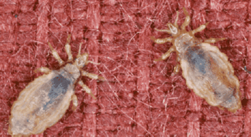 Можуть воші довго прожити без людини