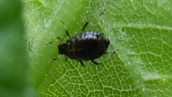 Попелиця: фото, зображення, картинки