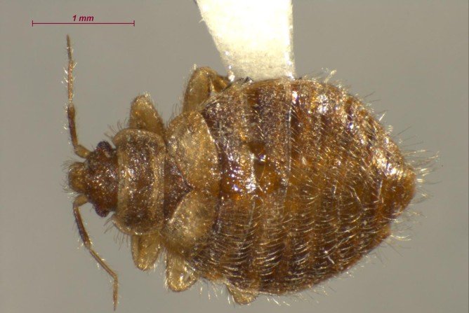 Види постільних клопів