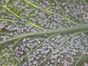 Хвороби та шкідники петунії або як уникнути небезпеки зараження рослини