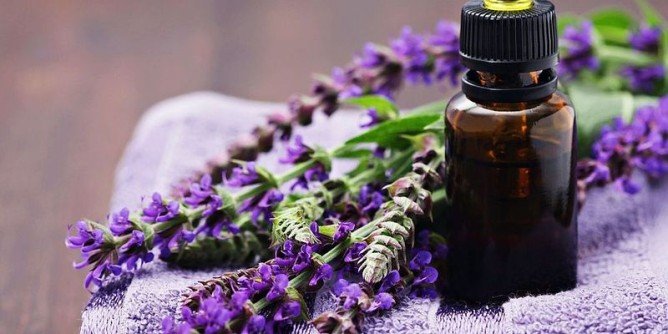 Знищення кліщів на ділянці: методи боротьби