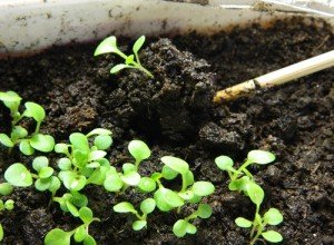 Підгодівля петунії в домашніх умовах: вибираємо добрива для насіння і розсади грамотно