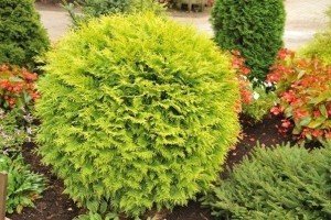 Туя складчаста: створюємо на ділянці живу вічнозелену огорожа