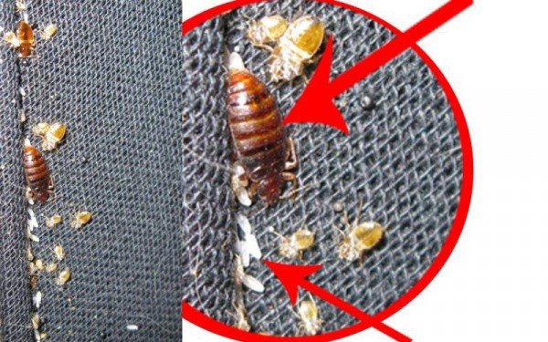 У разі виявлення постільних комах проводиться дезінфекція від клопів