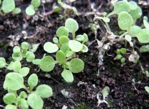 Хвороби та шкідники петунії або як уникнути небезпеки зараження рослини