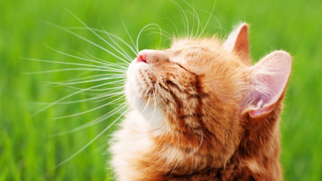 Котячі блохи — як вилікувати мурлыку і захистити себе?