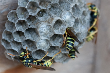 Паперові оси: оригінальні будівельники