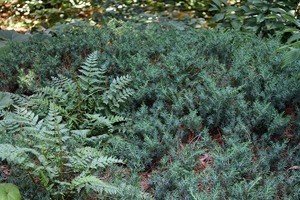 Блакитні ялівці сорти Блю: опис, характеристики й особливості вирощування